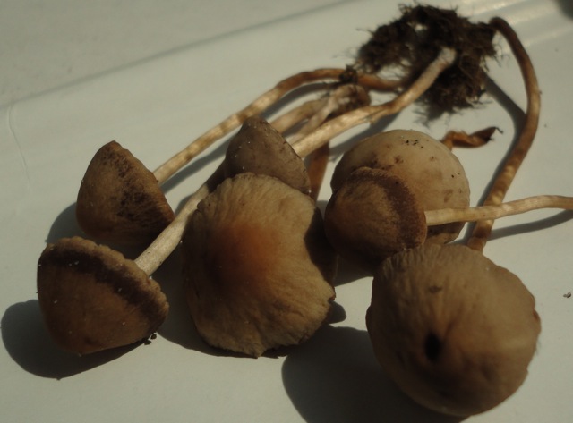 Bestimmungshilfe Rasenpilz