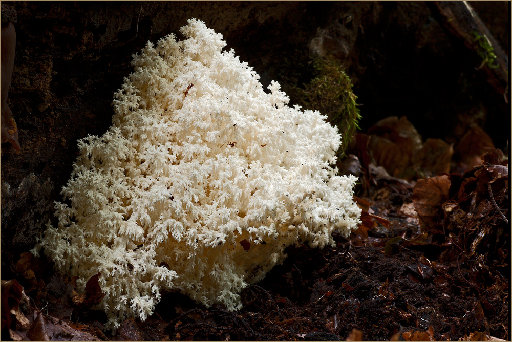 StachelbartStipvisite ;)