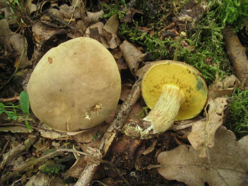 porosporus??