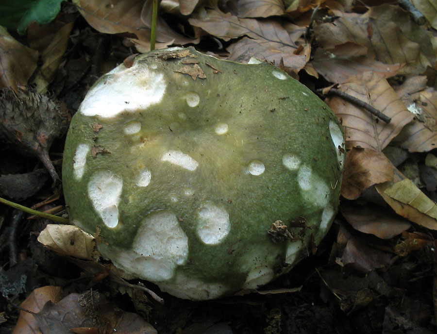 Für Fans und Neugierige