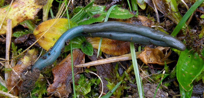 Mikros Microglossum