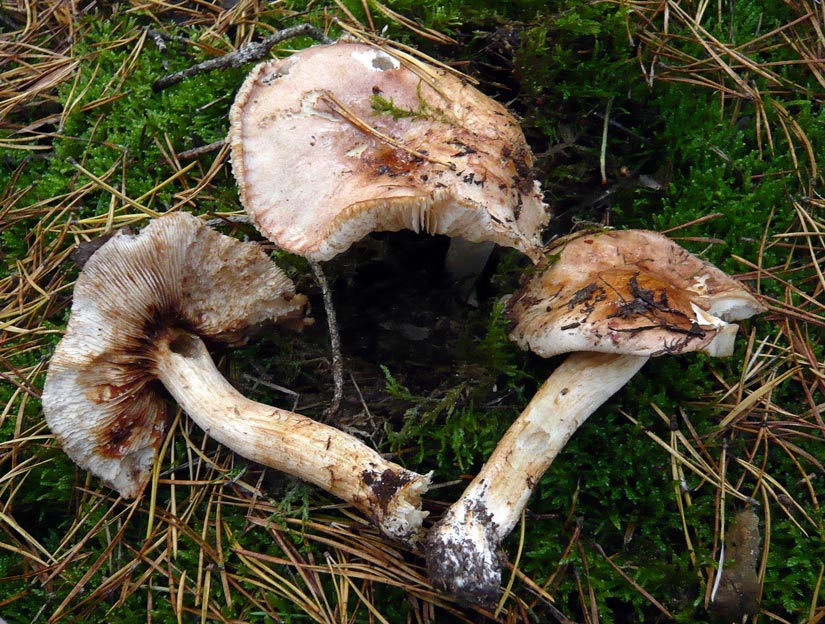 12 von 19 an der Tafelrunde