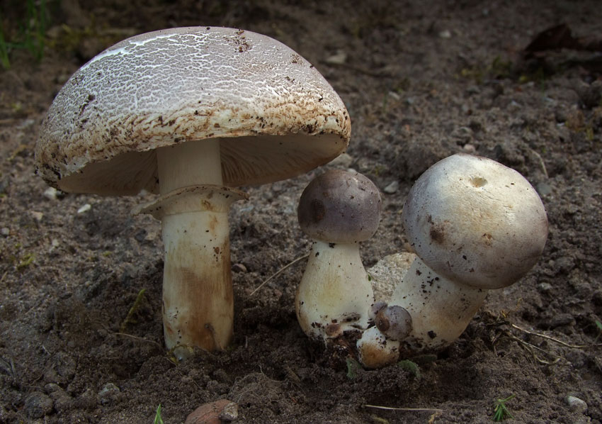 Leucoagaricus subcretaceus / cinerascens