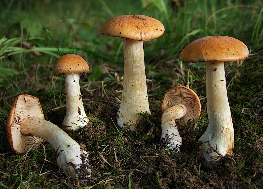 7. Exkursions und Vortragstagung der ThAM