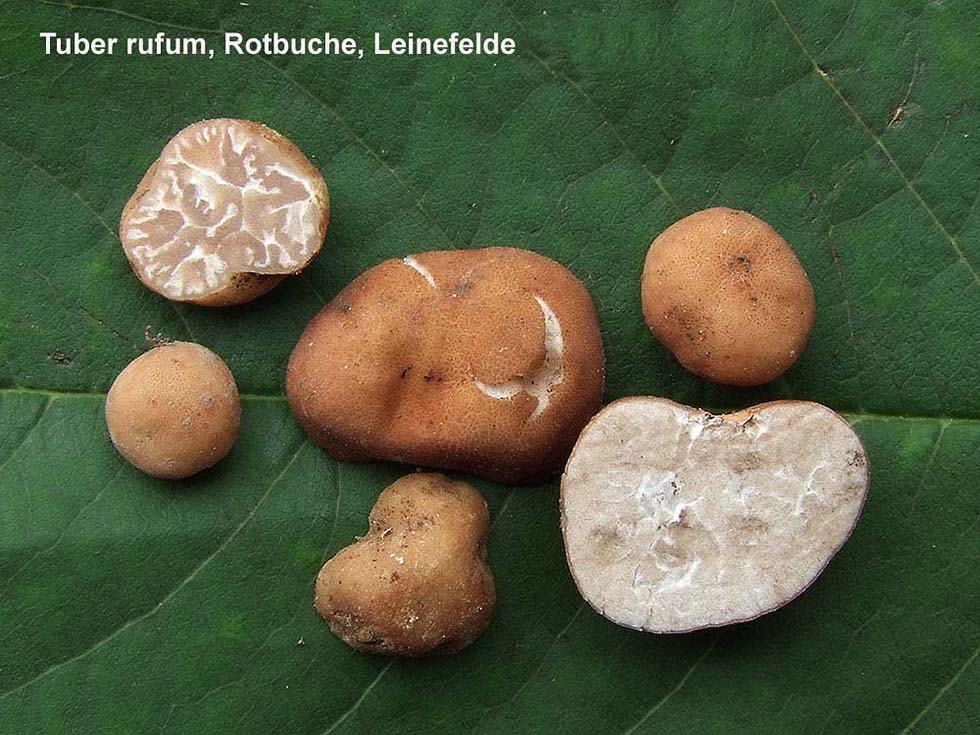 Der Thüringen & Sachsen Tanz Teil 1