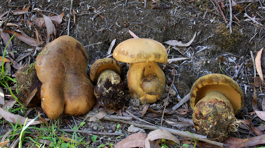 Fungi of Australia Part IV Röhrlinsverwandte