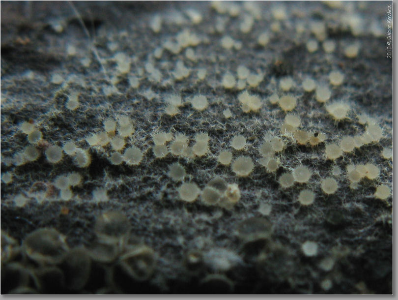 Funde mit ? Panaeolus, Agaricus, Asco, Myxo