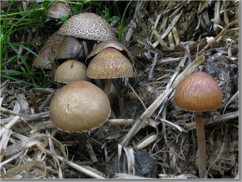 Funde mit ? Panaeolus, Agaricus, Asco, Myxo