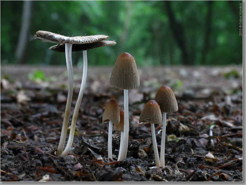 Pilze an Mist & Kompost (11 Fotos)