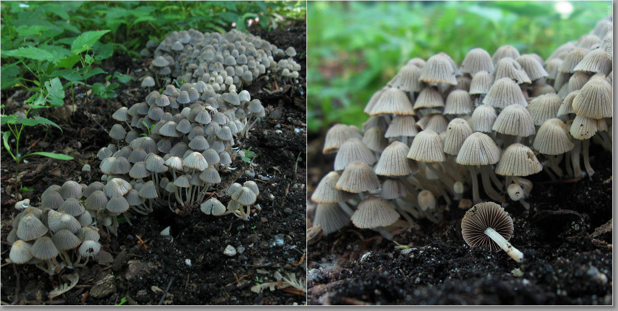 Pilze an Mist & Kompost (11 Fotos)