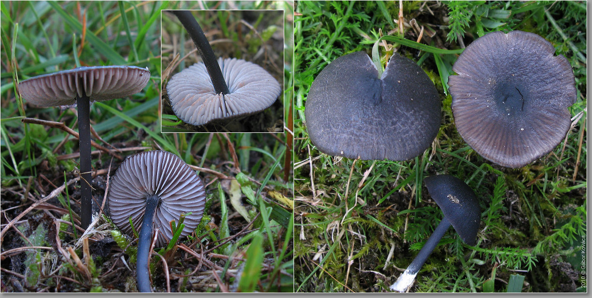 In Leptonien waten 2010