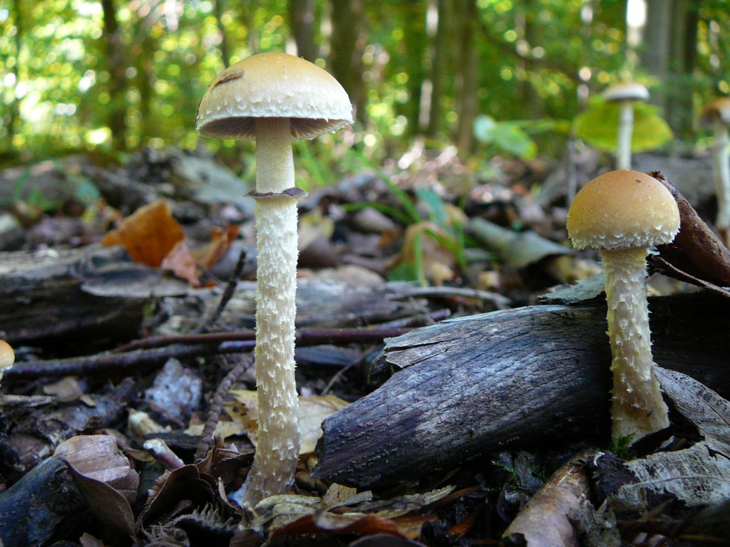 Danke! & 11 angestaubte 2008'is