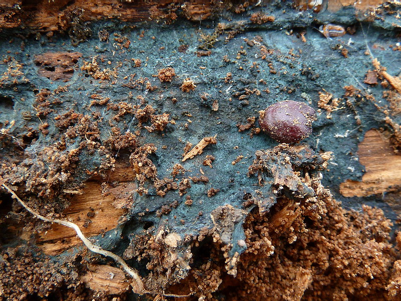 Byssocorticium cf. caeruleum