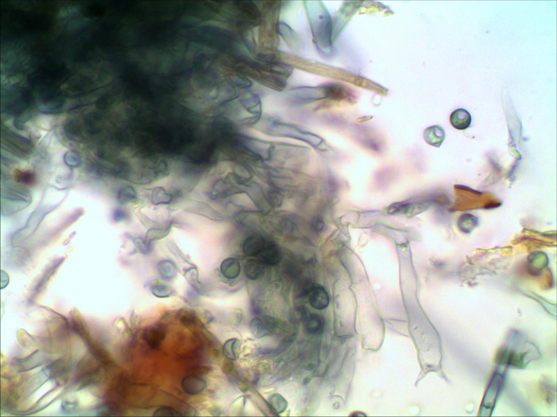 Byssocorticium cf. caeruleum