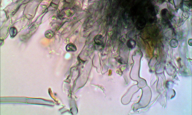 Byssocorticium cf. caeruleum