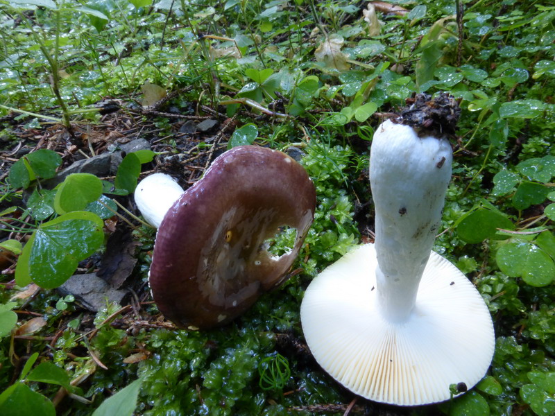 Russula firmula Scharfer Glanztäubling