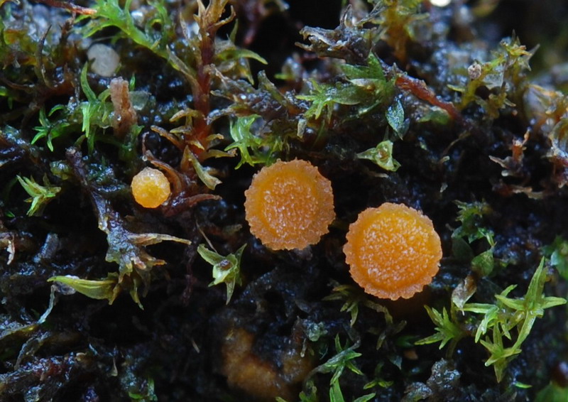 Lamprospora miniata var. ratisbonensia