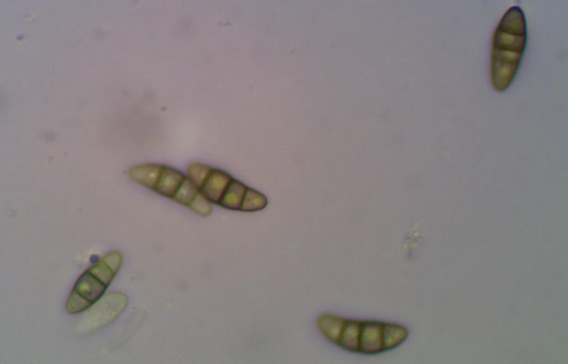 Capronia pilosella