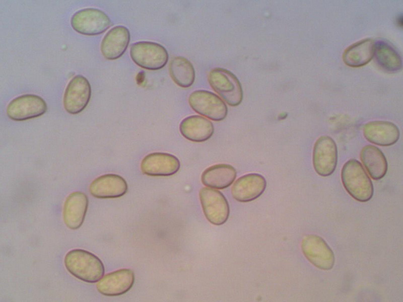 Stagnicola perplexa Mikrobilder