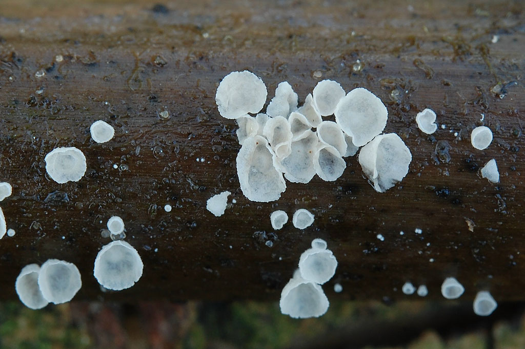 Torstens Dünenspecial ;) Anschauen lohnt!