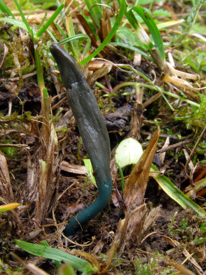 Mikros Microglossum