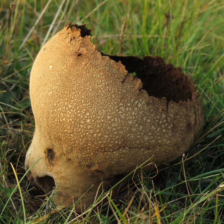 Yoqolgan kameralardagi mushuklarning fotosuratlari Yetuk ayollar eshak paypoqlari