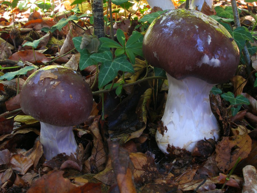 Schleierlinge der letzten Wochen