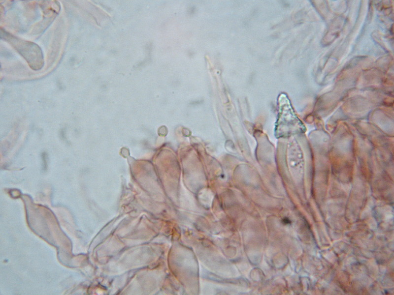 Nematodenfänger *PIC*