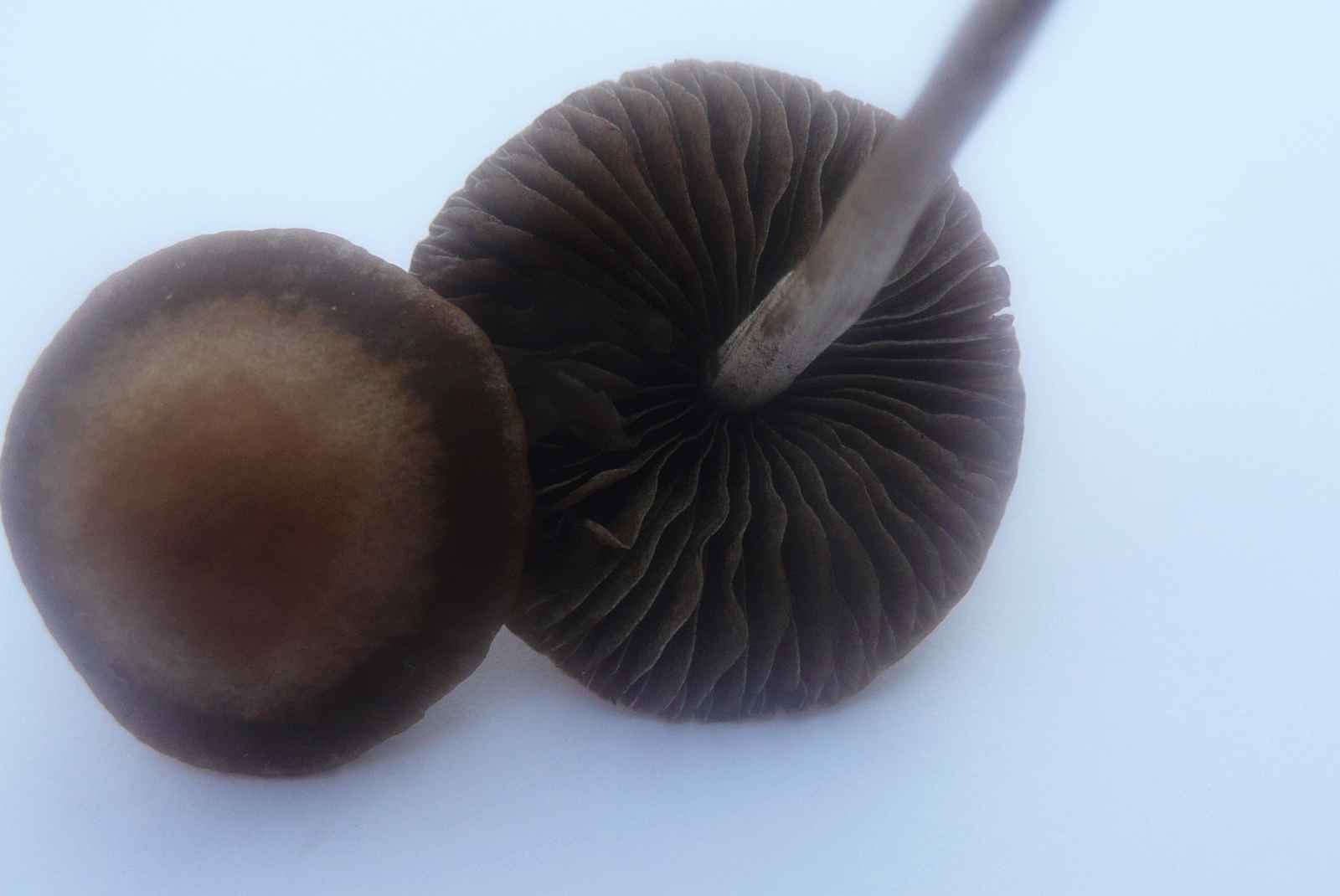 Hilfe Pilze Im Garten hilfe und pilze im garten pic Hilfe Pilze Im Garten hilfe und pilze im garten pic