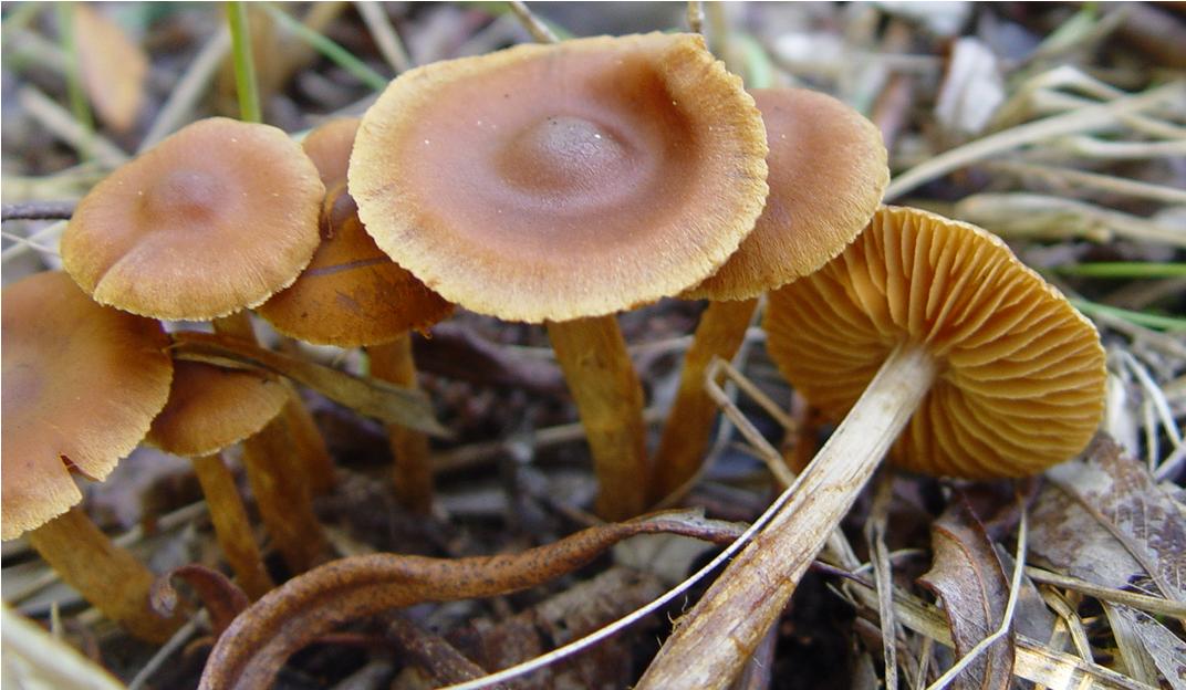 Cortinarius croceoconus Bitte um Bestätigung *PIC*