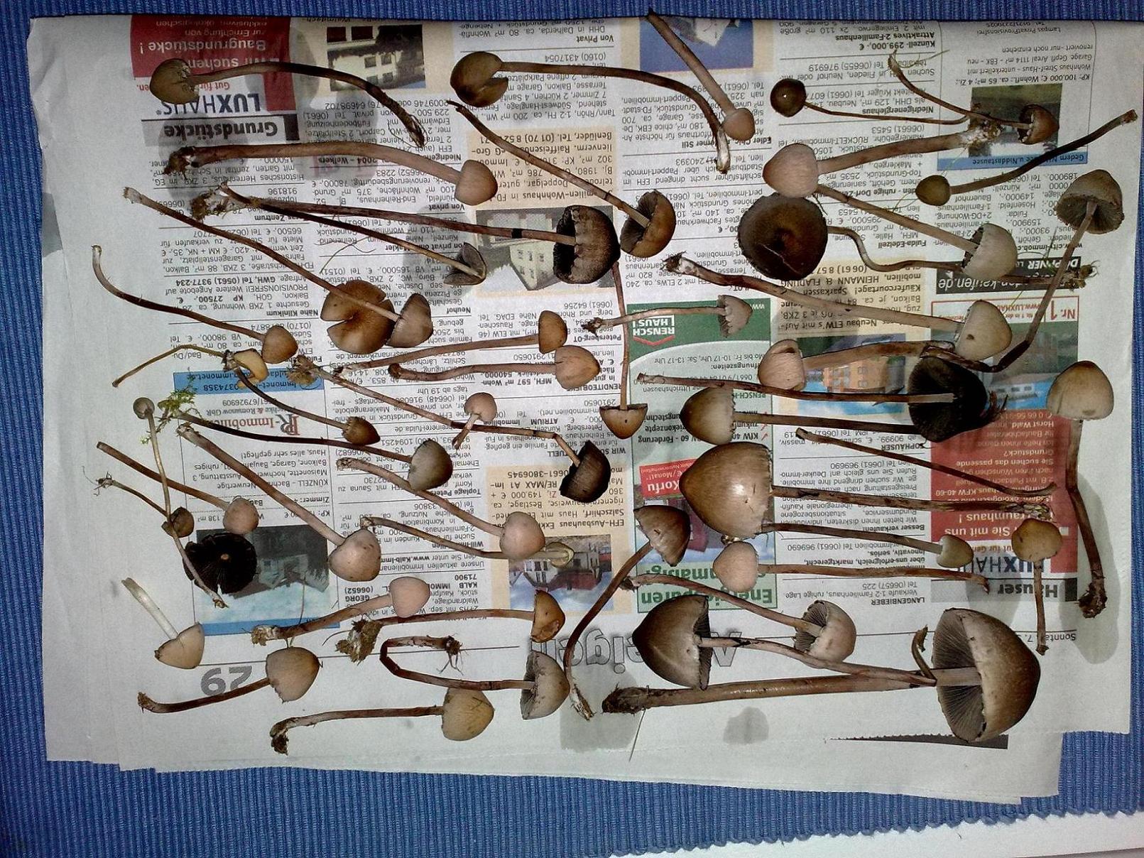 Spitzkegeliger Kahlkopf?? Hilfe bei Bestimmung *PIC*