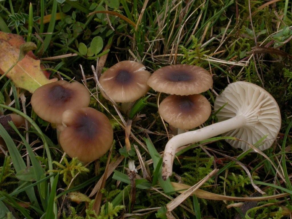 Hygrocybe fuscescens u. ochraceopallidus *PIC*