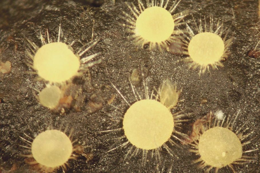 Lasiobolus macrotrichus *PIC*