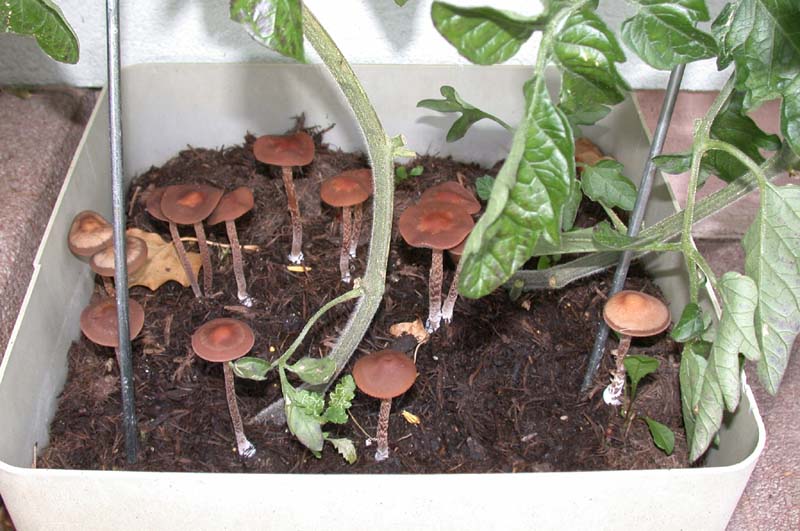 Viele Psilos im Garten *PIC*