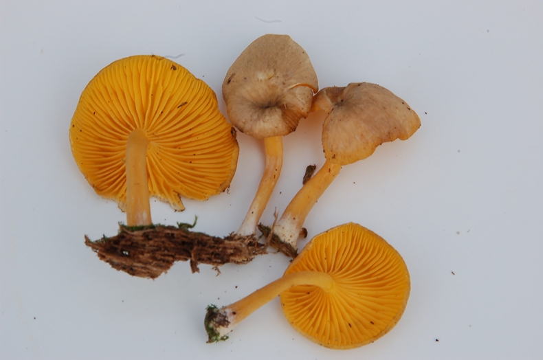 Re Haasiella venustissima *PIC*