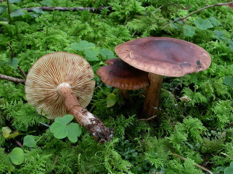 Tricholoma pseudonicticans *PIC*