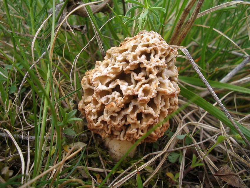 Morchella steppicola von mir ein JA! *PIC*