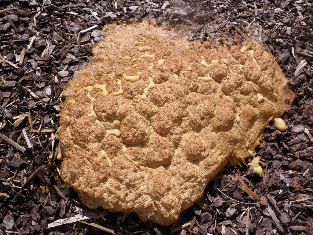 Pilz auf Rindenmulch *PIC*