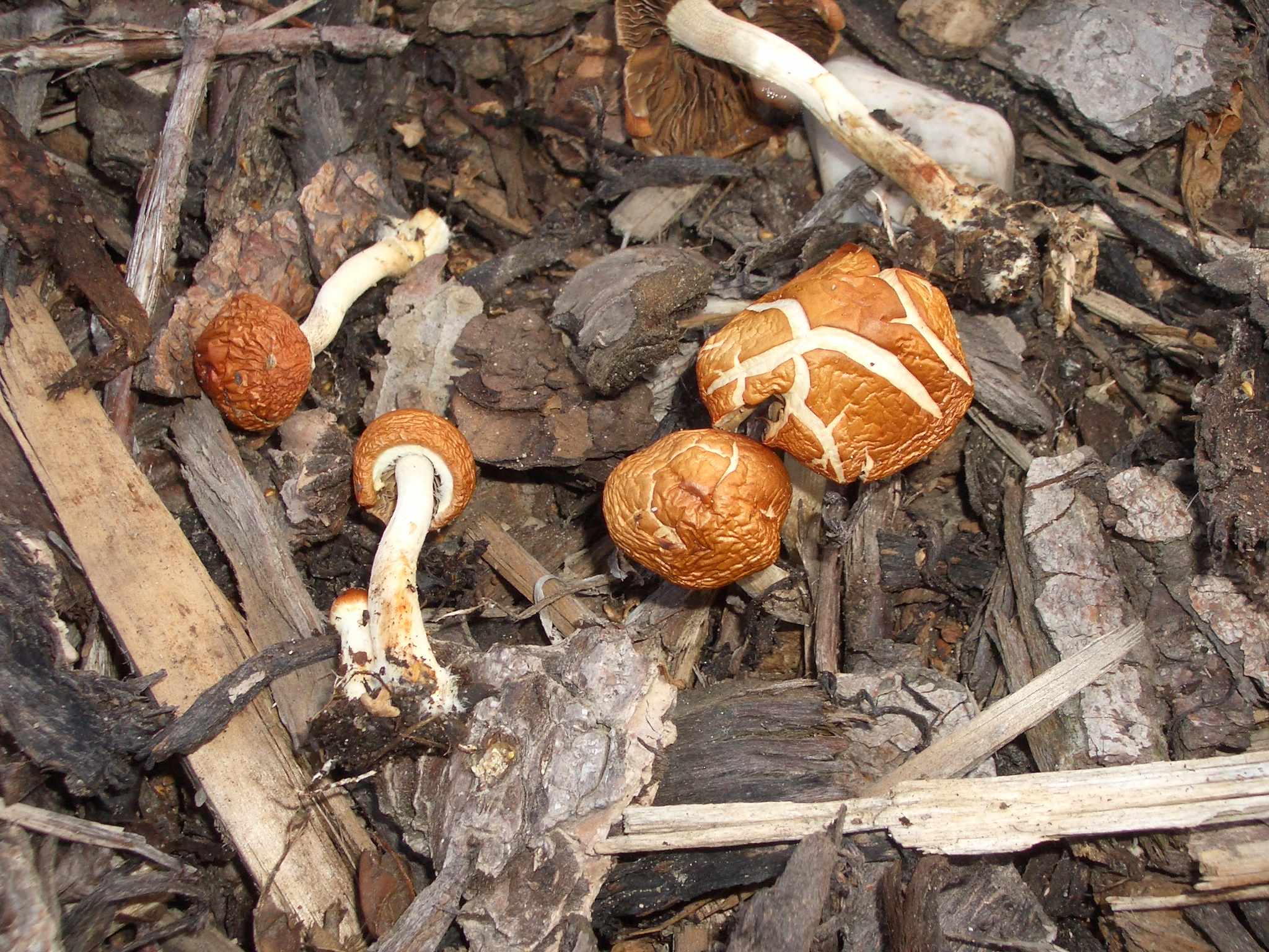Pilze auf Rindenmulch *PIC*