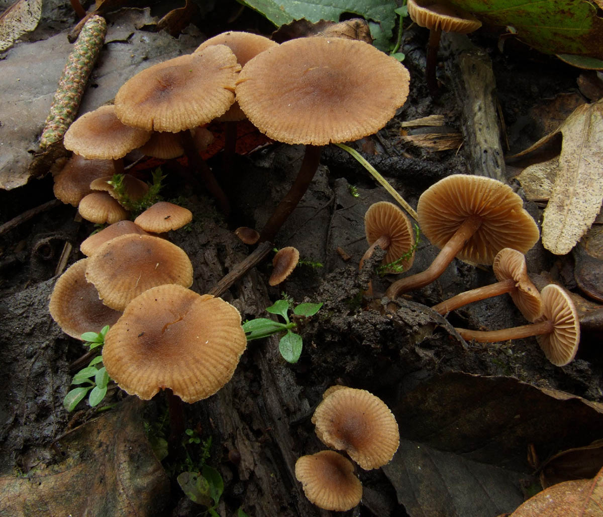 Naucoria scolecina *PIC*