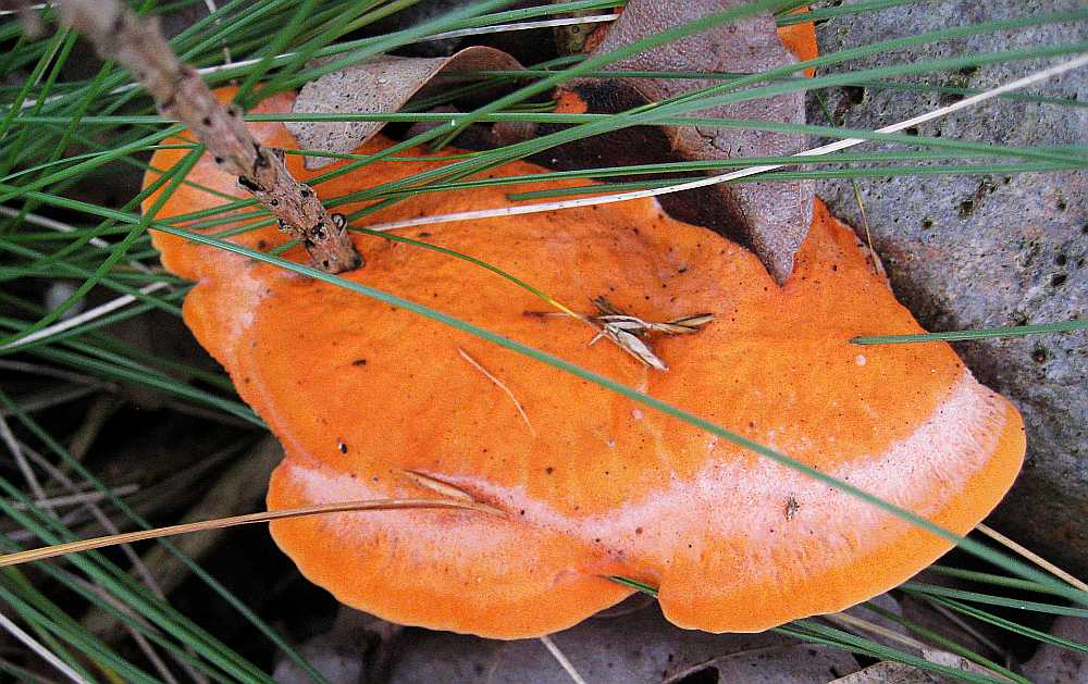 Nördlicher Zinnoberschwamm, Pycnoporus cinnabarinu *PIC*