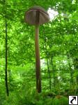 Marasmius alliaceus