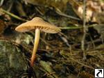 Marasmius cohaerens