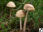 Marasmius oreades