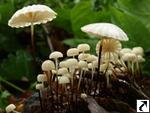 Marasmius rotula