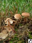 Marasmius scorodonius