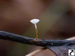 Marasmius setosus