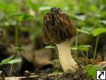 Morchella gigas