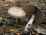 Agaricus langei