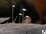 Mycena capillaris